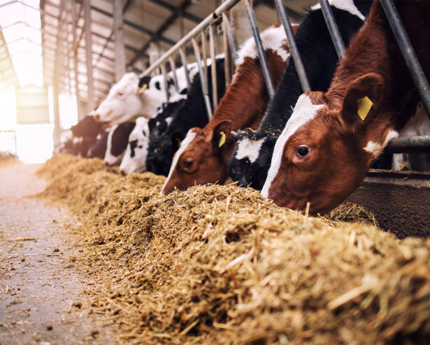 Feed Additives Feed Additives