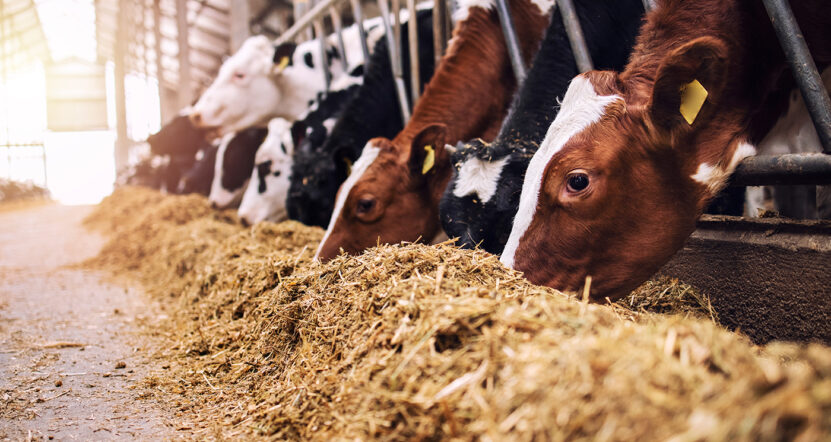 Feed Additives Feed Additives