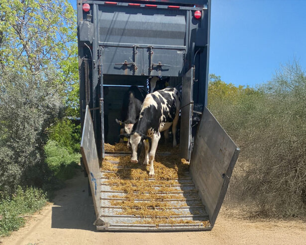 Livestock Trade Livestock Trade
