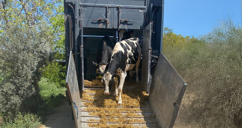 Livestock Trade Livestock Trade